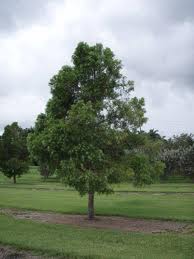 Buttonwood Green Std 15G [Conocarpus Erectus]